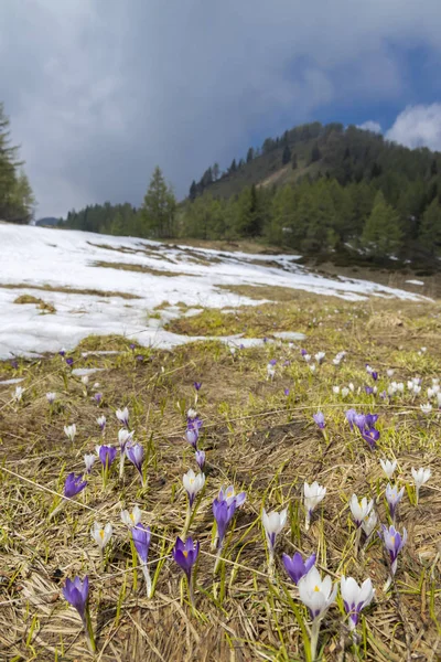 清晨盛开的草地与红花在塞拉迪里奥达,阿尔卑斯山 — 图库照片