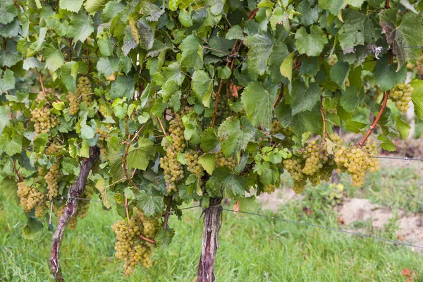 Vineyards in Znojmo, Czech Republic — Stock Photo, Image