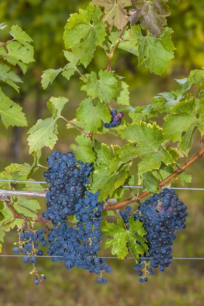 Detalhe de uvas azuis — Fotografia de Stock