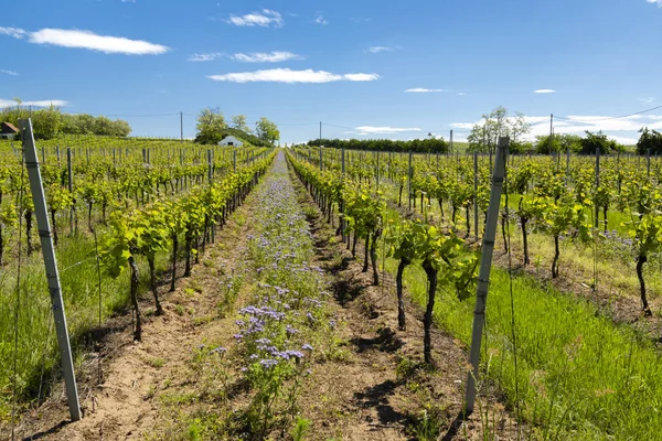 Espaçamento floral na vinha orgânica, Moravia, República Checa — Fotografia de Stock