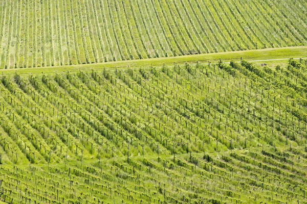 vineyard at the Austrian Slovenian border in Styria