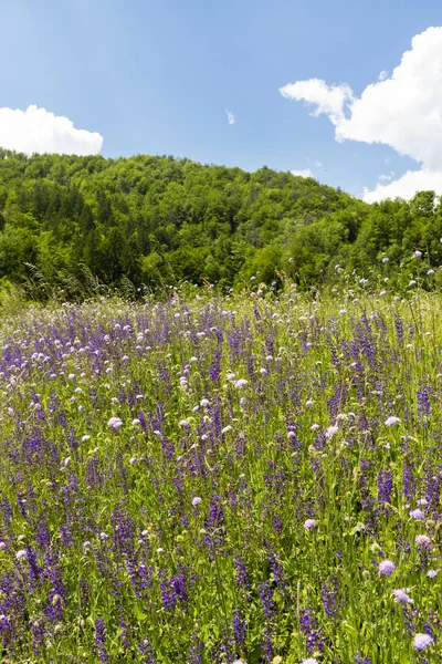 スロベニアのボヒンジ湖の近くの花の牧草地 — ストック写真