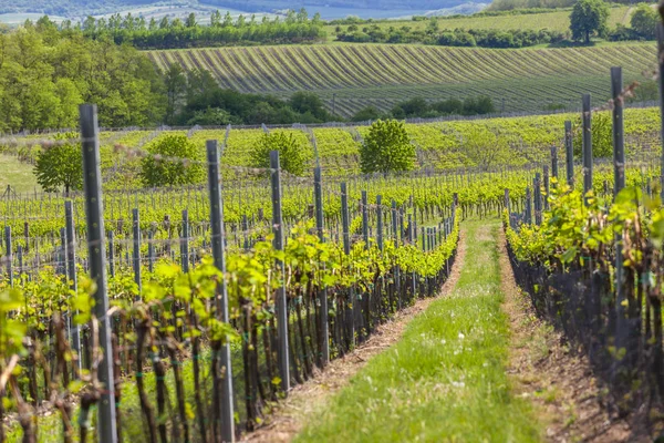 Wijngaarden, Palava, Moravië, Tsjechië — Stockfoto