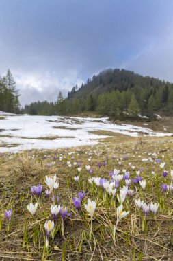Sella di Rioda, Alpler 'de Crocus ile erken bahar çiçeklenme çayır