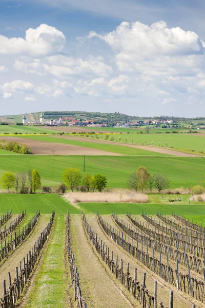 Spring vineyard near Retz, Austria — Stock Photo, Image