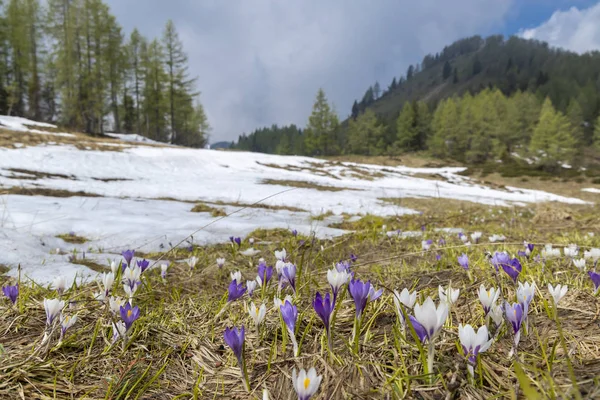 Early spring blooming meadow with crocus in Sella di Rioda, Alps — Stock Photo, Image