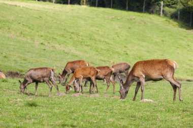 Styria, Avusturya 'daki orman hayvanı