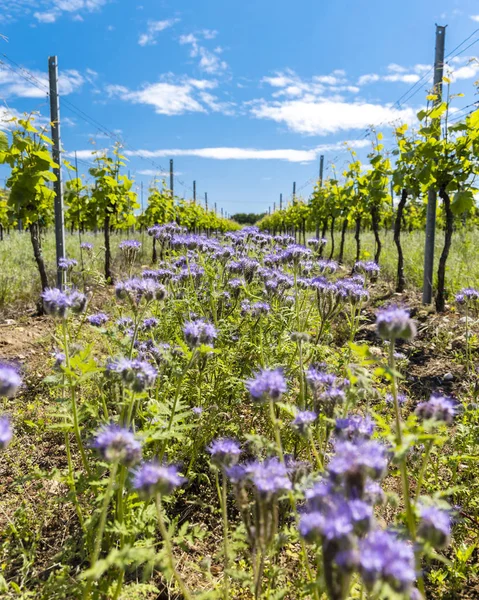 Espaçamento floral na vinha orgânica, Moravia, República Checa — Fotografia de Stock