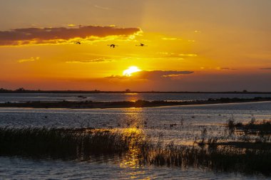 Ulusal Park Camargue, Provence, Fransa