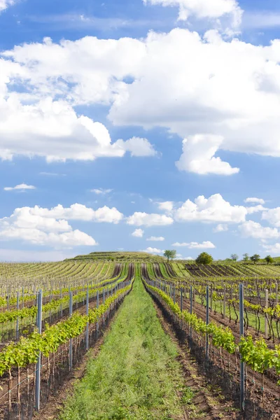 Viñedos, Palava, Región de Moravia, República Checa —  Fotos de Stock