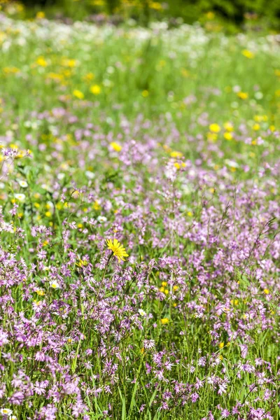 Meadow near Village Vernasca, Italië — Stockfoto