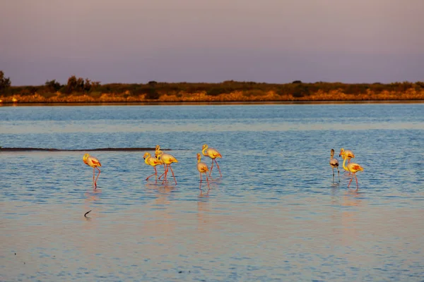 Nemzeti park Camargue, Provence, Franciaország — Stock Fotó