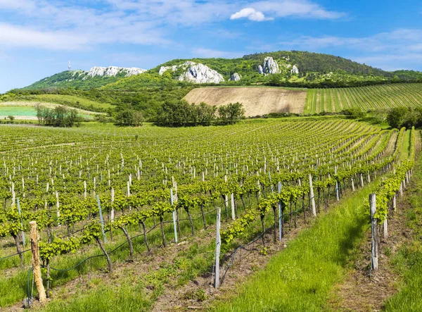 Espacement floral dans le vignoble biologique, Moravie, République tchèque — Photo