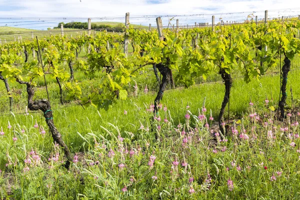 Espacio floral en viñedo orgánico, Moravia, República Checa —  Fotos de Stock