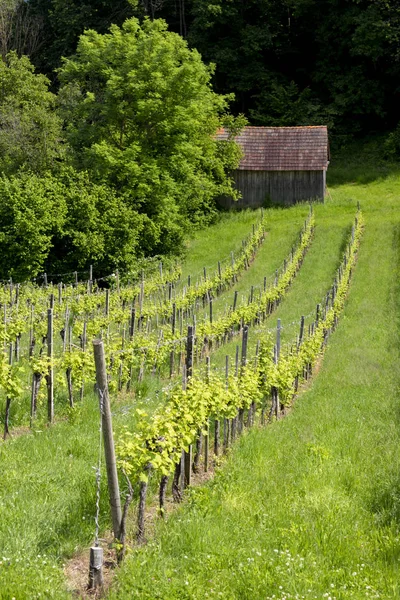 Vignoble à la frontière slovène autrichienne en Styrie — Photo