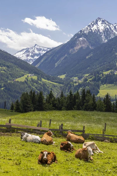 Besättning av kor, Schladming Tauern, Österrike — Stockfoto