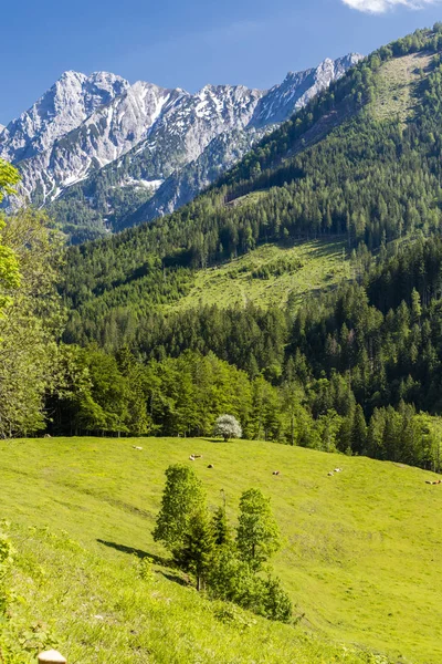 Nationalpark Kalkalpen i Österrike — Stockfoto