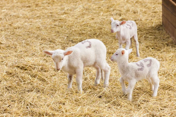 Ovelhas na fazenda, Provance, França — Fotografia de Stock