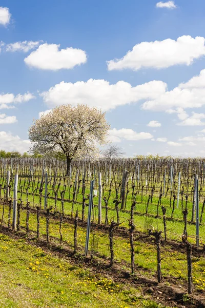 Winnica wiosną w pobliżu Retz, Austria — Zdjęcie stockowe