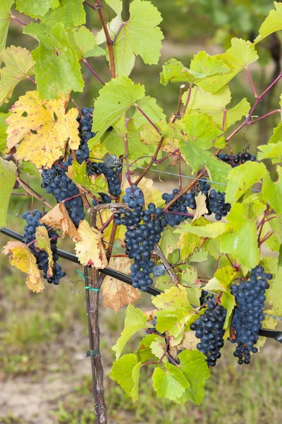 Detalhe de uvas azuis — Fotografia de Stock