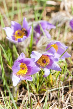 NP Podyji 'de çukur, Çek Cumhuriyeti