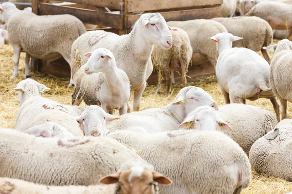 Ovce na farmě, Provance, Francie — Stock fotografie