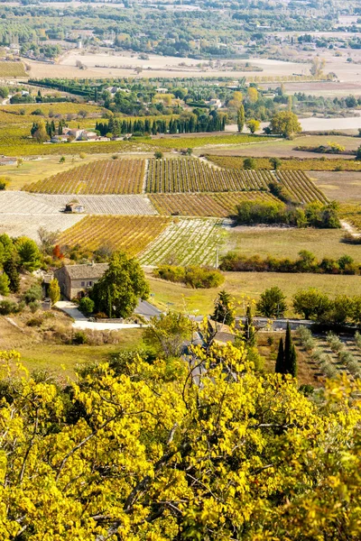 Vigneto, Gordes, Provenza, Francia — Foto Stock