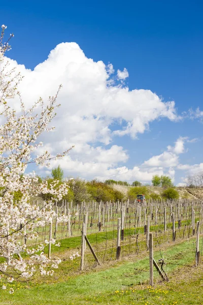 Весна виноградник поблизу Retz, Австрія — стокове фото