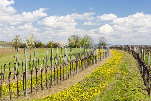 Lente wijngaard in de buurt van Retz, Oostenrijk — Stockfoto