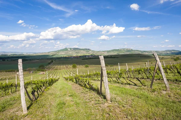 Vinhas, Palava, região da Morávia, República Checa — Fotografia de Stock