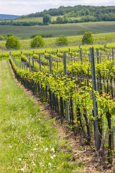 Vineyards, Palava, Moravia region, Czech Republic — Stock Photo, Image
