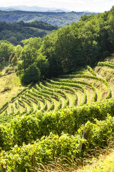 Vignoble dans le sud de Jurancon, France — Photo