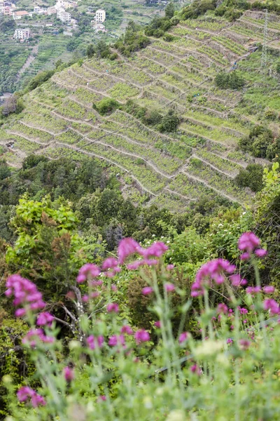 Vinhas na Costa, Cinque Terre, Itália — Fotografia de Stock