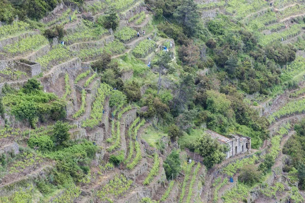 Vinhas na Costa, Cinque Terre, Itália — Fotografia de Stock