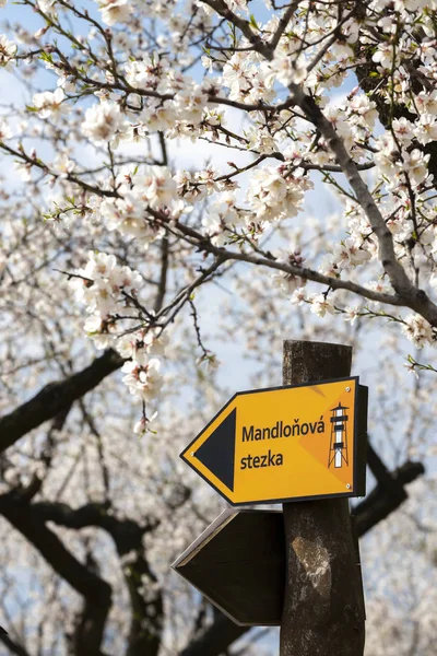 Sign "almond trail" in Almond tree orchard in Hustopece, South M — Stock Photo, Image