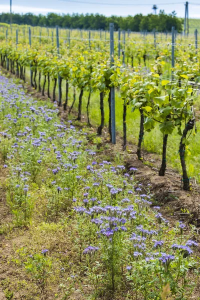 Rozstaw kwiatów w winnicy ekologicznej, Morawy, Czechy — Zdjęcie stockowe