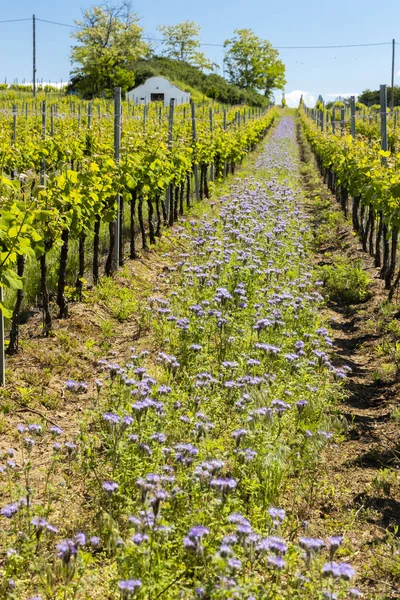 Blommigt avstånd i ekologisk vingård, Mähren, Tjeckien — Stockfoto