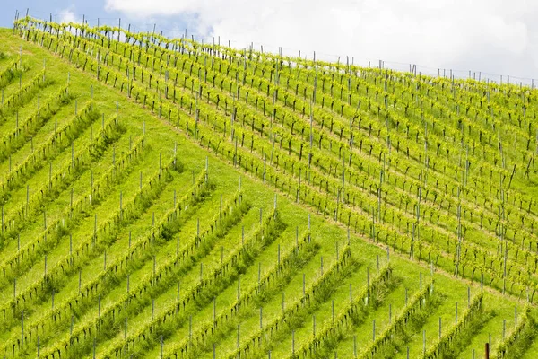 Vignoble à la frontière slovène autrichienne en Styrie — Photo