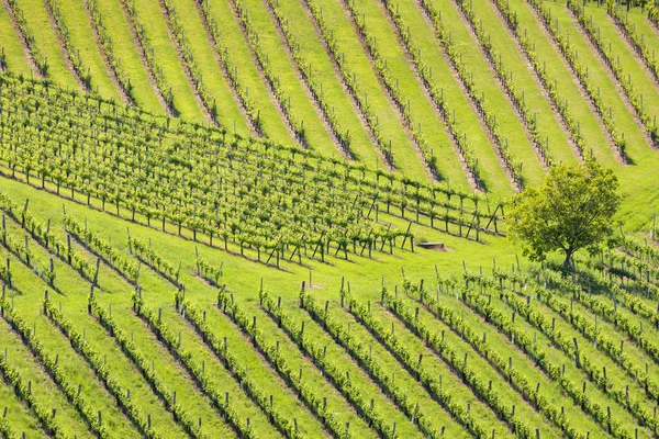 Vignoble à la frontière slovène autrichienne en Styrie — Photo