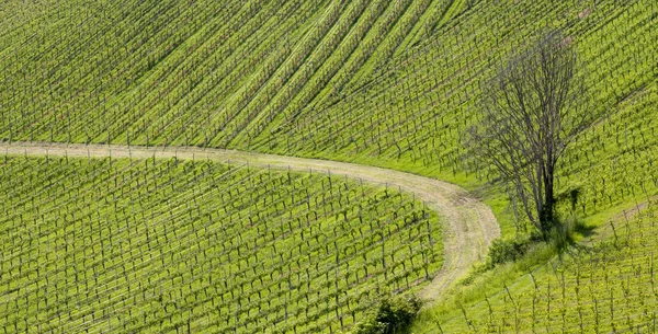 スタイリアのオーストリア・スロベニア国境のブドウ畑 — ストック写真