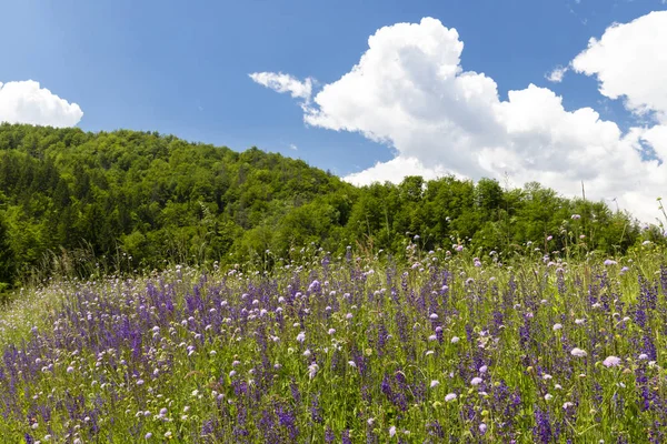 Prado de flores cerca del lago Bohinj en Eslovenia —  Fotos de Stock