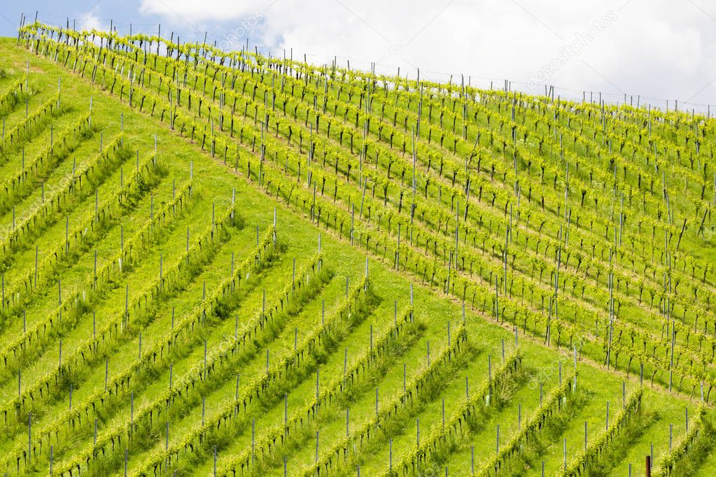 vineyard at the Austrian Slovenian border in Styria