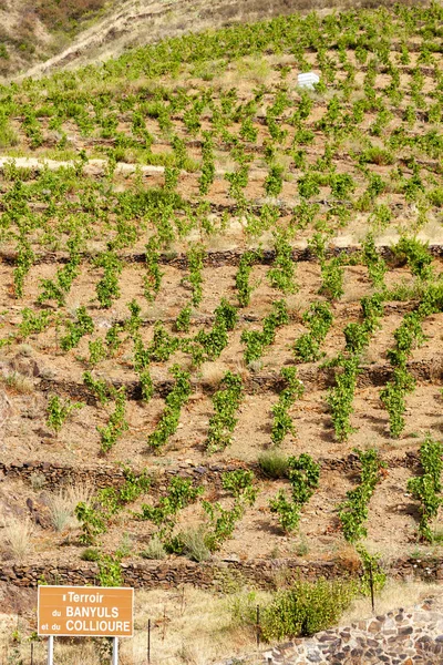 Wijngaardlandschap bij Banyuls sur Mer, Pyrénées Orientales, ro — Stockfoto