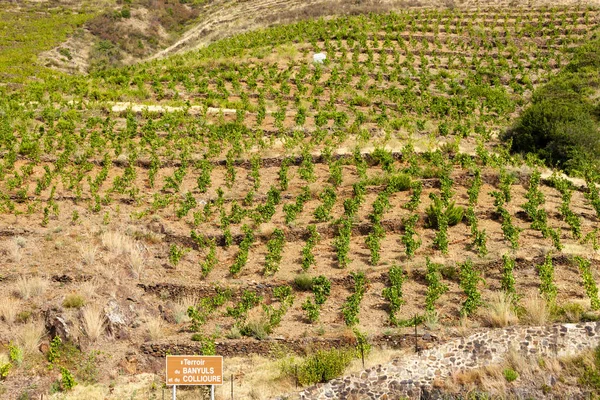 Vineyard landscape near Banyuls sur Mer, Pyrenees Orientales, Ro — Stock Photo, Image