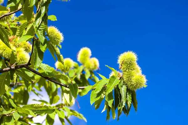 Kastanje in augustus aan de blauwe lucht — Stockfoto