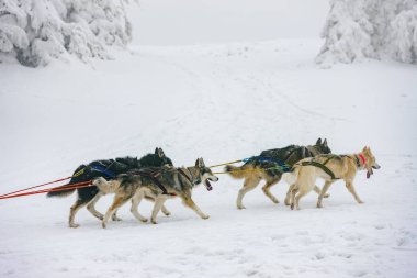 Sedivacek 'in uzun, Çek Cumhuriyeti kızak yarışı