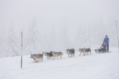 Sedivacek 'in uzun, Çek Cumhuriyeti kızak yarışı