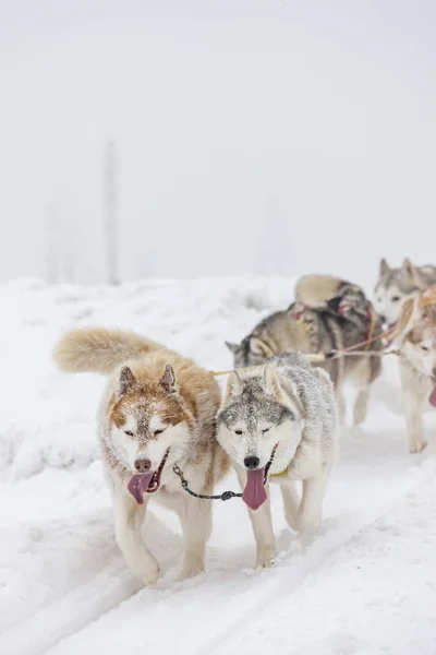 Sledge dogging, Sedivacek's long, Czech Republic — Stock Photo, Image