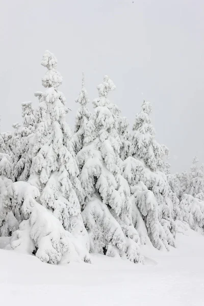 Paysage hivernal sapins couverts de neige — Photo