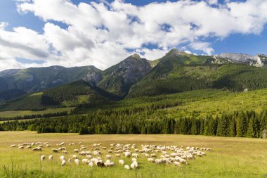 flock of sheep in Belianske tatras mountains, Slovakia clipart